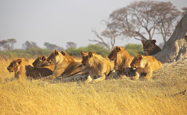 Tanzania Lion`s Paradise of the World 