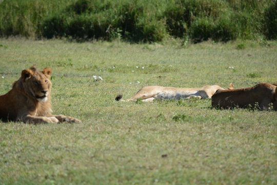 A lion rests on the green plains of the southern Serengeti, surrounded by prey but not hunting. During the calving peak, predators reach a physical limit and cannot consume enough calves to keep pace with the birth rate. This is predator satiation, and it is why synchronized calving works. A lion rests on the green plains of the southern Serengeti, surrounded by prey but not hunting. During the calving peak, predators reach a physical limit and cannot consume enough calves to keep pace with the birth rate. This is predator satiation, and it is why synchronized calving works.