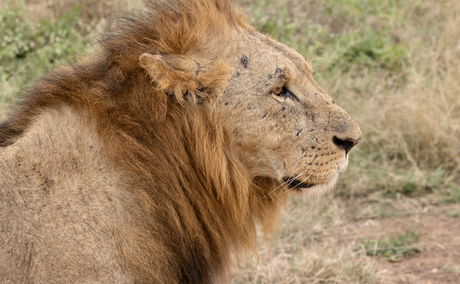 Lions in Tanzania 