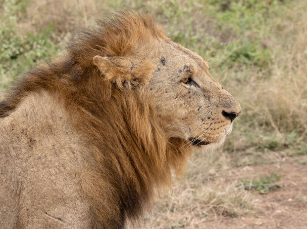 Lions in Tanzania 