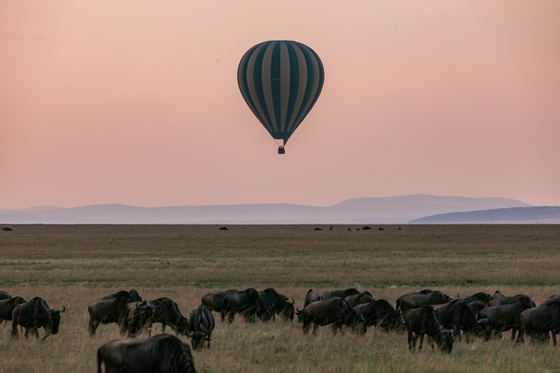 Rise above the Serengeti and watch thousands of wildebeest move across the plains below. From a hot-air balloon, the Great Migration unfolds as a vast landscape story of movement, survival, and seasonal change. Rise above the Serengeti and watch thousands of wildebeest move across the plains below. From a hot-air balloon, the Great Migration unfolds as a vast landscape story of movement, survival, and seasonal change.
