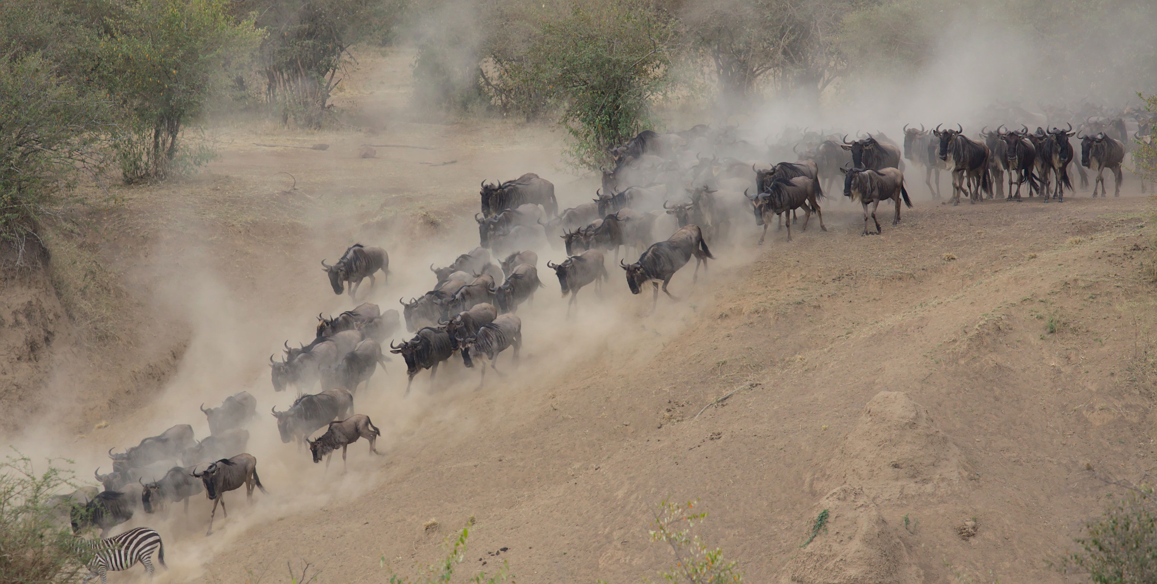 Tanzania Safari Guide 2026: Serengeti, Kilimanjaro and Zanzibar | Kijani Tours