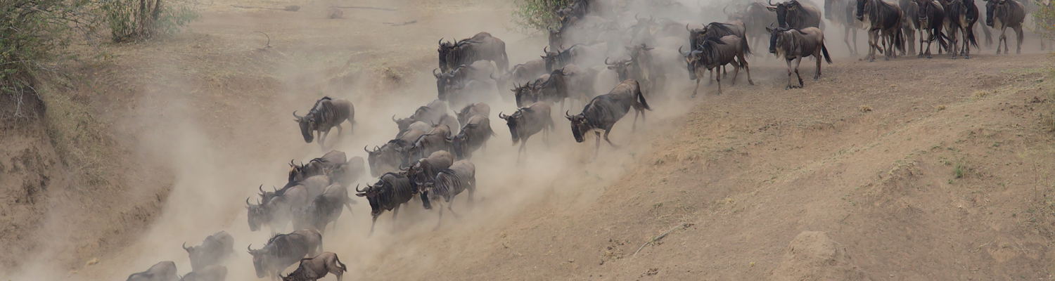 Tanzania Safari Guide 2026: Serengeti, Kilimanjaro and Zanzibar | Kijani Tours