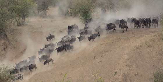 Across the Serengeti, wildebeest movement is more than a spectacular migration. Their grazing shapes grasslands, their dung returns nutrients to the soil, and their constant movement helps connect different parts of the ecosystem. The migration is a living cycle that supports countless species. Across the Serengeti, wildebeest movement is more than a spectacular migration. Their grazing shapes grasslands, their dung returns nutrients to the soil, and their constant movement helps connect different parts of the ecosystem. The migration is a living cycle that supports countless species.