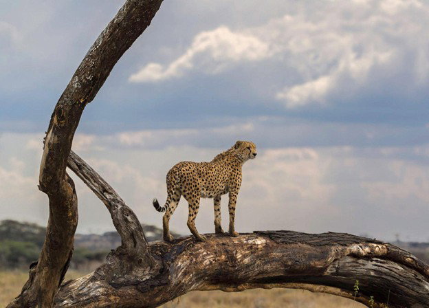 Tanzania Safari Packages — Immersive Wildlife, Culture and Eco‑Adventures Across Iconic Destinations