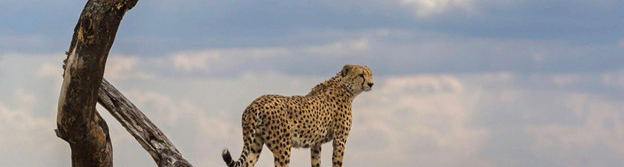 Tanzania Safari Packages — Immersive Wildlife, Culture and Eco‑Adventures Across Iconic Destinations