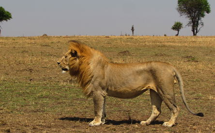 7-Day Tanzania Budget Camping Safari