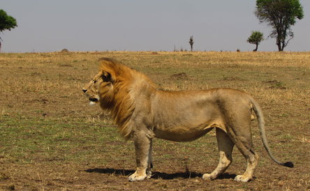 7-Day Tanzania Budget Camping Safari