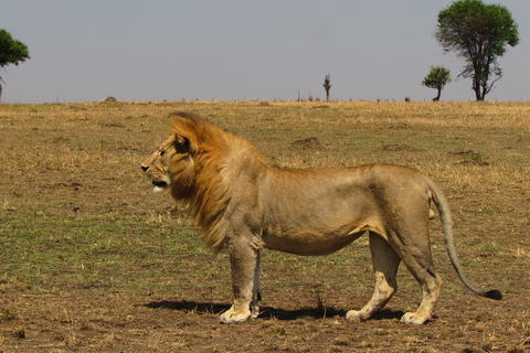 7-Day Budget Camping Safari: Tarangire, Lake Manyara and Ngorongoro