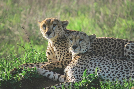 After a successful hunt in the Ndutu plains, a cheetah mother rests with her cubs, regaining strength under the open Serengeti sky After a successful hunt in the Ndutu plains, a cheetah mother rests with her cubs, regaining strength under the open Serengeti sky