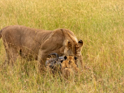 During the Great Migration in the Serengeti, lions feed on wildebeest as predator and prey interact in one of the most intense survival cycles on the African plains During the Great Migration in the Serengeti, lions feed on wildebeest as predator and prey interact in one of the most intense survival cycles on the African plains