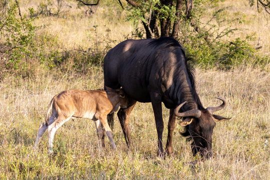 Within minutes of birth, a wildebeest calf struggles to its feet and begins running, an instinctive survival response shaped by constant predator pressure on the Serengeti plains. Within minutes of birth, a wildebeest calf struggles to its feet and begins running, an instinctive survival response shaped by constant predator pressure on the Serengeti plains.