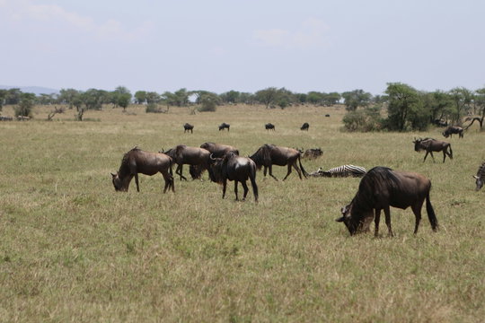 Serengeti calving season unfolds on nutrient-rich volcanic soils, fueling fresh grass growth that supports thousands of synchronized wildebeest births Serengeti calving season unfolds on nutrient-rich volcanic soils, fueling fresh grass growth that supports thousands of synchronized wildebeest births