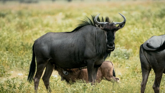 Newborn wildebeest calves are often seen nursing within hours of birth, drawing strength from their mothers to survive the harsh rhythms of the savanna Newborn wildebeest calves are often seen nursing within hours of birth, drawing strength from their mothers to survive the harsh rhythms of the savanna
