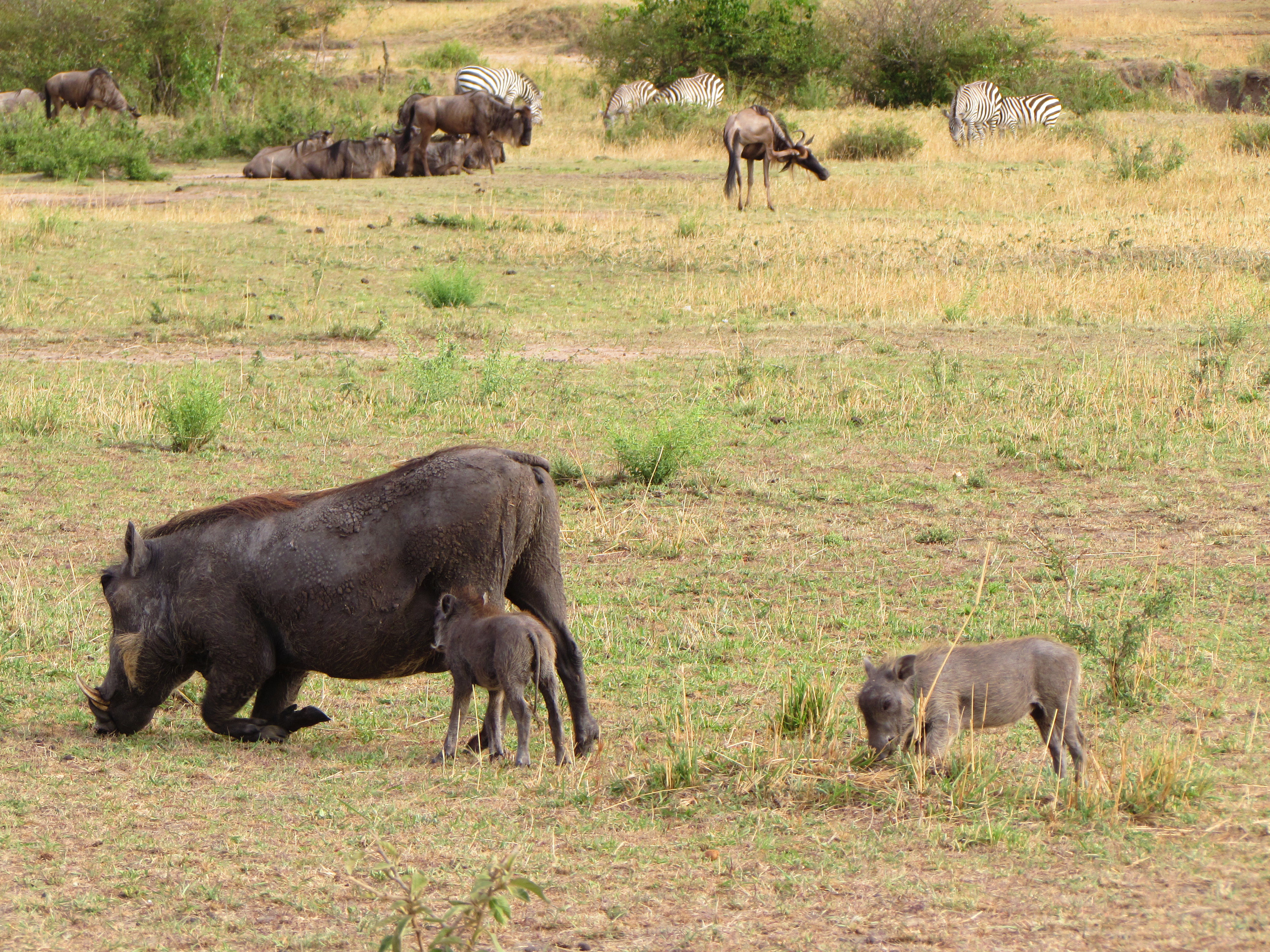 Discover Tanzania's Wild Heart: Safaris and Kilimanjaro Treks | Kijani Tours