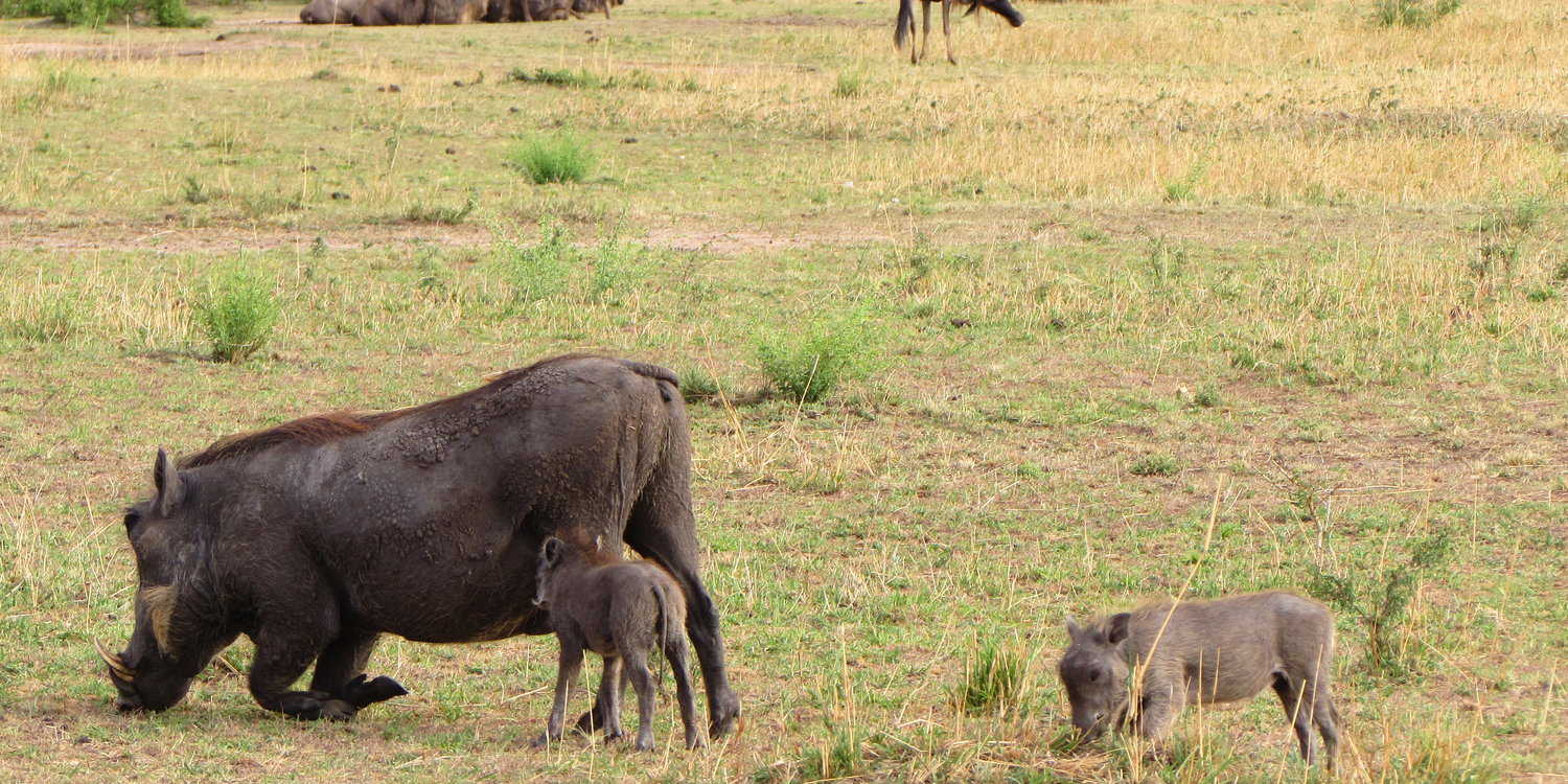 Experience the Wild Heart of Tanzania with Kijani Tours