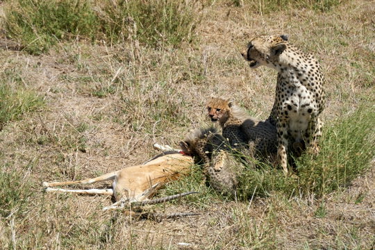 Following a successful kill, a cheetah family pauses in the Serengeti wilderness, cubs feeding while the mother stays alert to the surrounding plains Following a successful kill, a cheetah family pauses in the Serengeti wilderness, cubs feeding while the mother stays alert to the surrounding plains