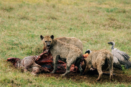 Hyenas are the most persistent calf predators during the calving season, hunting in clan groups and covering ground that lions will not. Yet even they reach a physical limit when thousands of calves are born within the same short window, and that limit is what keeps the next generation of the migration alive. Hyenas are the most persistent calf predators during the calving season, hunting in clan groups and covering ground that lions will not. Yet even they reach a physical limit when thousands of calves are born within the same short window, and that limit is what keeps the next generation of the migration alive.