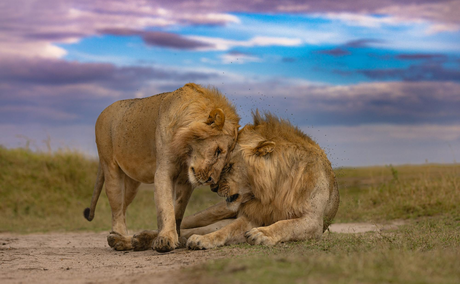 Why do male lions have manes?