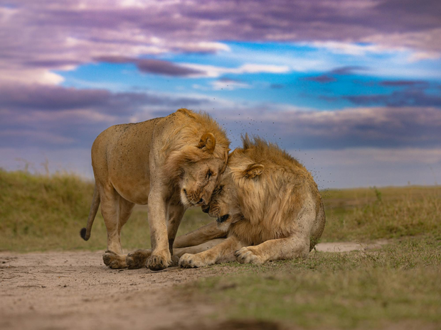 Why do male lions have manes?