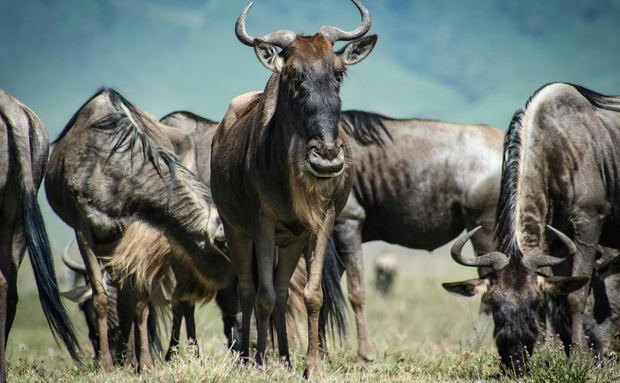 Serengeti  river crossing