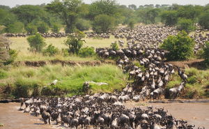 Tanzania's Epic Wildebeest River Crossings Safari