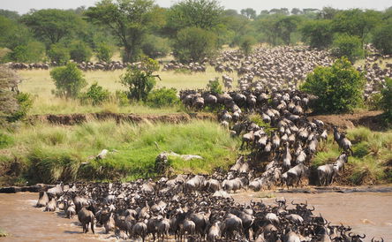 Serengeti Wildebeest River Crossing: Great Migration Safari