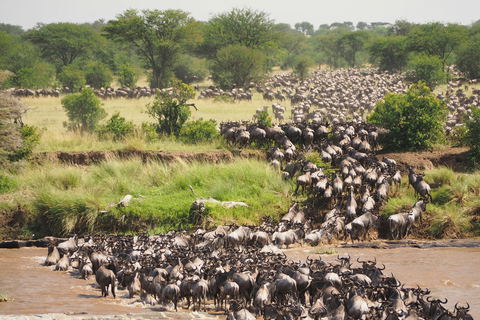 Imagine being at the edge of the Mara River watching as wildebeests bravely attempt to cross despite the dangers lurking beneath the surface. 