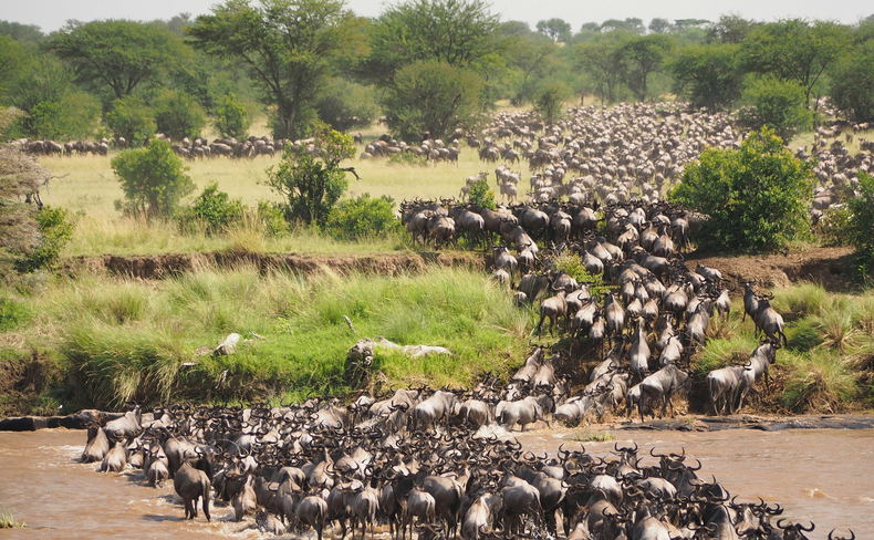 Imagine being at the edge of the Mara River watching as wildebeests bravely attempt to cross despite the dangers lurking beneath the surface. 