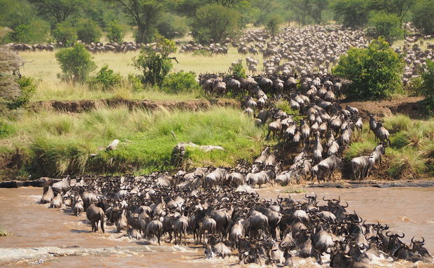 Imagine being at the edge of the Mara River watching as wildebeests bravely attempt to cross despite the dangers lurking beneath the surface. Imagine being at the edge of the Mara River watching as wildebeests bravely attempt to cross despite the dangers lurking beneath the surface.