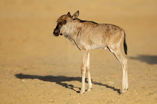A wildebeest calf stands on its own, legs steady, ears forward. Wildebeest are born precocial; they can stand within minutes of birth and follow their mother within hours. There is no hiding phase, no den, no delay. The calf that cannot keep up does not survive. A wildebeest calf stands on its own, legs steady, ears forward. Wildebeest are born precocial; they can stand within minutes of birth and follow their mother within hours. There is no hiding phase, no den, no delay. The calf that cannot keep up does not survive.