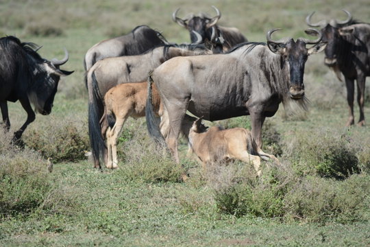 Two calves remain within reach of their mothers as the group moves across the Ndutu plains. Mother-calf recognition is established by scent within hours of birth, and once the bond forms, a mother can locate her calf among hundreds of others. Two calves remain within reach of their mothers as the group moves across the Ndutu plains. Mother-calf recognition is established by scent within hours of birth, and once the bond forms, a mother can locate her calf among hundreds of others.