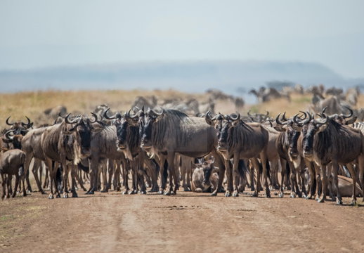 The herd decides when you move. Wildebeest fill the track ahead, calves visible between adults' legs, the landscape stretching to the horizon behind them. This is what a million animals in motion looks like from the front seat of a safari vehicle. Serengeti National Park, Tanzania. The herd decides when you move. Wildebeest fill the track ahead, calves visible between adults' legs, the landscape stretching to the horizon behind them. This is what a million animals in motion looks like from the front seat of a safari vehicle. Serengeti National Park, Tanzania.