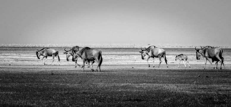 Wildebeest along the shores of Lake Manyara National Park, Tanzania Wildebeest along the shores of Lake Manyara National Park, Tanzania