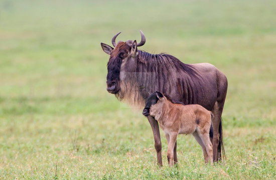 A young wildebeest calf moves among adults in a tight group. Calves naturally cluster among older animals not because designated babysitters are watching them, but because synchronized births produce thousands of young in the same place at the same time. Ndutu, southern Serengeti. A young wildebeest calf moves among adults in a tight group. Calves naturally cluster among older animals not because designated babysitters are watching them, but because synchronized births produce thousands of young in the same place at the same time. Ndutu, southern Serengeti.