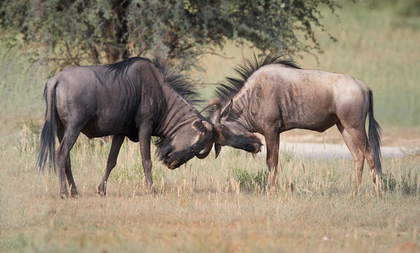 Two male wildebeest lock horns during the annual rut. This behavior, which peaks around May and June, does more than establish dominance. The vocalizations produced by rutting males help synchronize reproduction across the herd, compressing thousands of births into the same short window the following February. Two male wildebeest lock horns during the annual rut. This behavior, which peaks around May and June, does more than establish dominance. The vocalizations produced by rutting males help synchronize reproduction across the herd, compressing thousands of births into the same short window the following February.