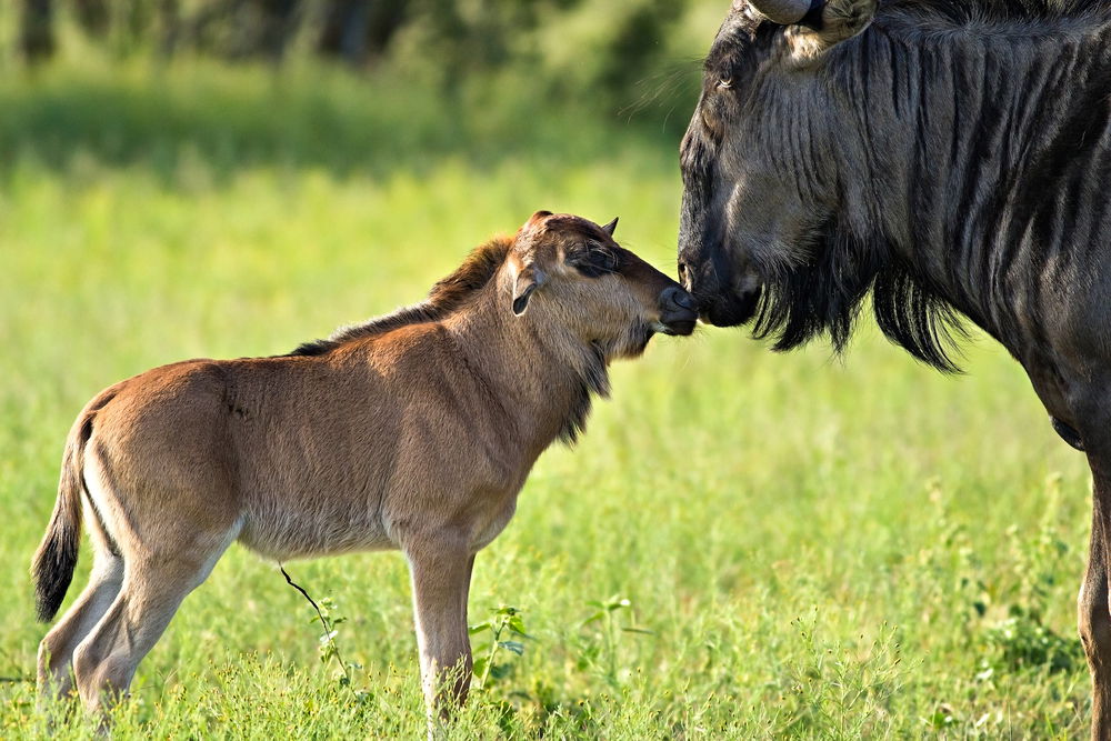 Serengeti wildebeest migration 