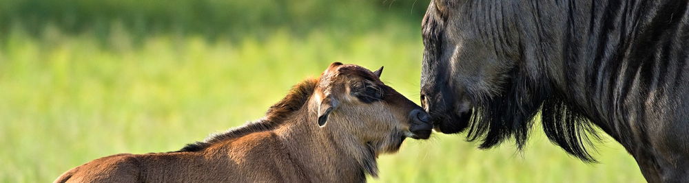 Serengeti wildebeest migration 