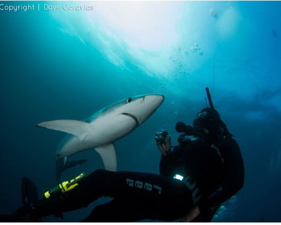 shark diving