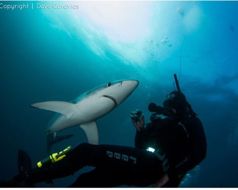 shark diving shark diving