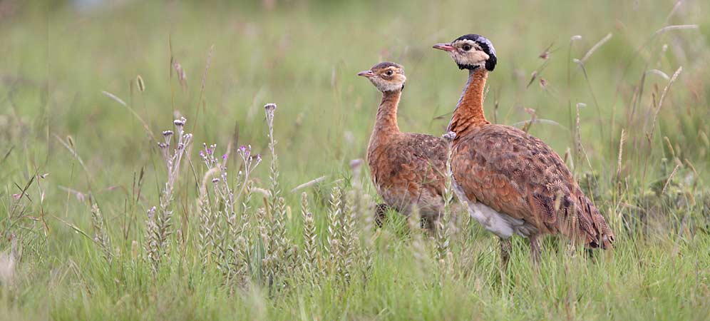 Barrows Bustard - Warwick Tarboton