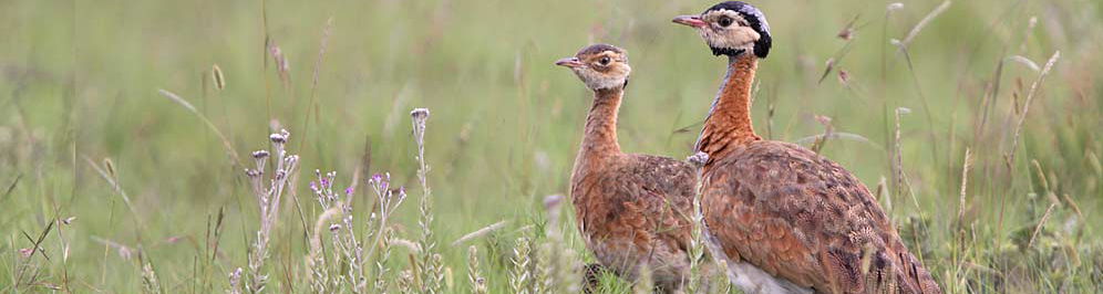 Barrows Bustard - Warwick Tarboton