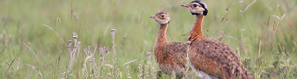 Barrows Bustard - Warwick Tarboton