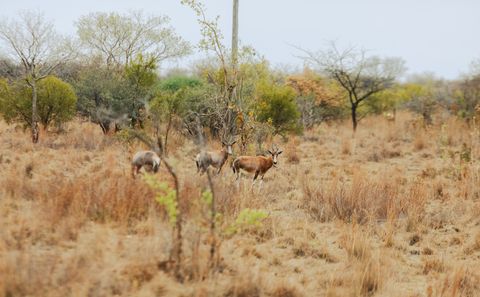 The Freedom of a Private Game Farm