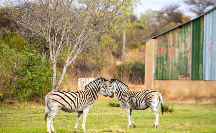 Our private game farm