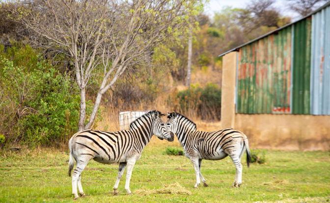 Our private game farm