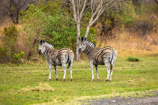 Zebras - Naledi@53 Private Game Farm