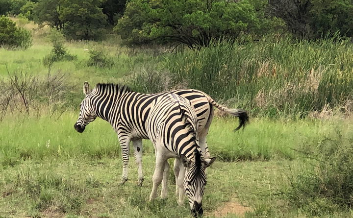 Experience the Freedom of a Predator-Free Private Game Farm