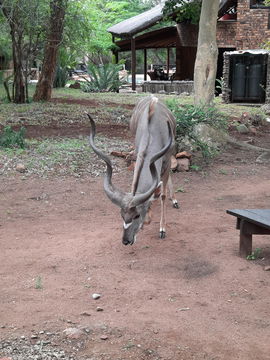 Impressive Kudu horns, Kruger Open Vehicle Safaris, DCC Hotel Group