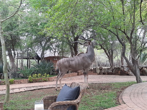 Kudu peacefully eating close to tourists. Kruger Open Vehicle Safaris, DCC Hotel Group